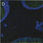 Human IgG (H+L) Cross-Adsorbed Secondary Antibody in Immunohistochemistry (Frozen) (IHC (F))