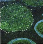 Human IgG (H+L) Cross-Adsorbed Secondary Antibody in Immunohistochemistry (Frozen) (IHC (F))