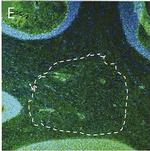 Human IgG (H+L) Cross-Adsorbed Secondary Antibody in Immunohistochemistry (Frozen) (IHC (F))