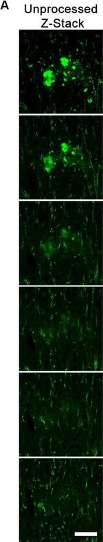 Chicken IgY (H+L) Secondary Antibody in Immunohistochemistry (IHC)