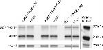 Mouse IgG (H+L) Cross-Adsorbed Secondary Antibody in Western Blot (WB)