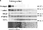 Mouse IgG (H+L) Cross-Adsorbed Secondary Antibody in Western Blot (WB)