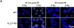 Mouse IgG1 Cross-Adsorbed Secondary Antibody in Immunocytochemistry (ICC/IF)