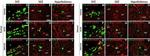 Mouse IgG (H+L) Highly Cross-Adsorbed Secondary Antibody in Immunohistochemistry (IHC)