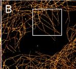 Rabbit IgG (H+L) Highly Cross-Adsorbed Secondary Antibody in Immunocytochemistry (ICC/IF)