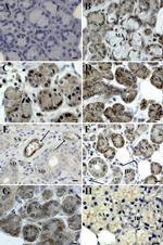 JAM-A (CD321) Antibody in Immunohistochemistry (IHC)