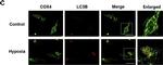 Rabbit IgG (H+L) Highly Cross-Adsorbed Secondary Antibody in Immunocytochemistry (ICC/IF)