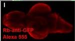 Rabbit IgG (H+L) Highly Cross-Adsorbed Secondary Antibody in Immunohistochemistry (PFA fixed) (IHC (PFA))