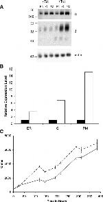 ATP1B1 Antibody in Western Blot (WB)