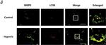 Rabbit IgG (H+L) Highly Cross-Adsorbed Secondary Antibody in Immunocytochemistry (ICC/IF)