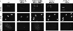 Rabbit IgG (H+L) Highly Cross-Adsorbed Secondary Antibody in Immunocytochemistry (ICC/IF)