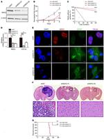 NEK2 Antibody