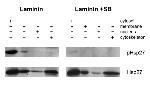 Phospho-HSP27 (Ser15) Antibody