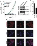 NCBP1 Antibody