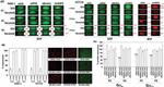 K-Ras Antibody