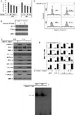 Phospho-IRE1 alpha (Ser724) Antibody