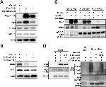 USP17L2 Antibody