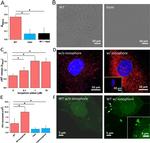 VWF Antibody