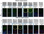 Phospho-NFkB p65 (Ser529) Antibody