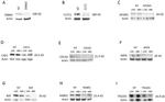 Cdc42 Antibody