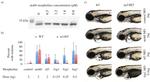 ATOH8 Antibody