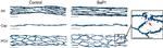 CD144 (VE-cadherin) Antibody in Immunohistochemistry (PFA fixed) (IHC (PFA))