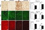 PPAR alpha Antibody