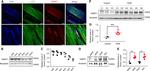 DNMT1 Antibody