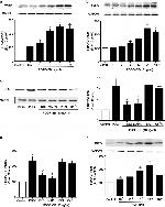 TSPO Antibody