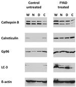 GRP94 Antibody