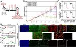 Cytokeratin 5 Antibody