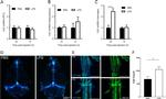 CD3 Antibody