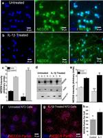 NEDD8 Antibody