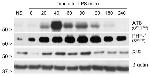 Phospho-Tau (Ser202, Thr205) Antibody