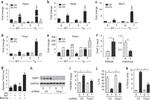 TIMP1 Antibody