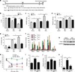 TIMP1 Antibody