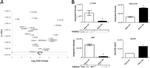 CD171 Antibody