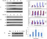 HLA-ABC Antibody