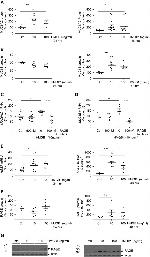 RAGE Antibody