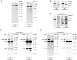 AMPK alpha-1,2 Antibody