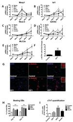 Cardiac Troponin T Antibody