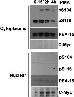 Phospho-PEA15 (Ser116) Antibody