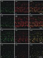 Connexin 45 Antibody in Immunohistochemistry (IHC)