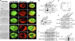 Glucocorticoid Receptor Antibody