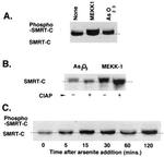 NCoR2 Antibody