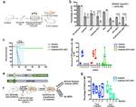 CD45.2 Antibody