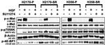 Phospho-c-Met (Tyr1003) Antibody