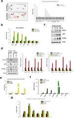 NFkB p65 Antibody