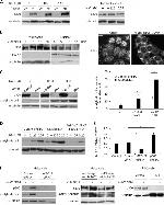 p300 Antibody