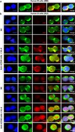 AID Antibody